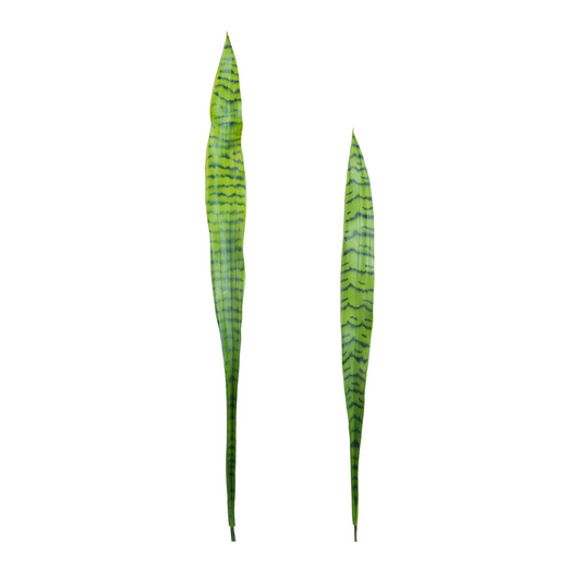 Feuilles de Sansevieria
