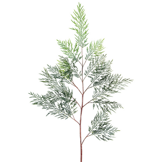 Feuillage de fougère australienne