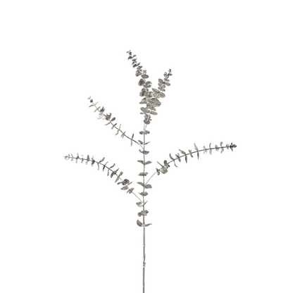 Feuillage d'eucalyptus