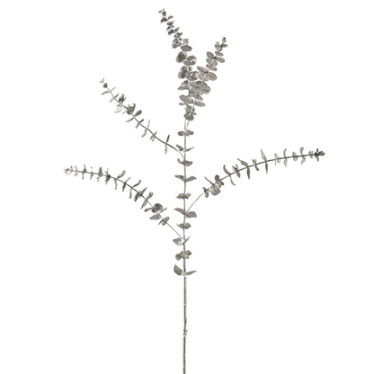 Feuillage d'eucalyptus