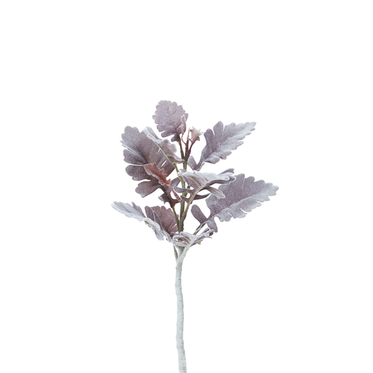 Feuillage de Dusty Miller