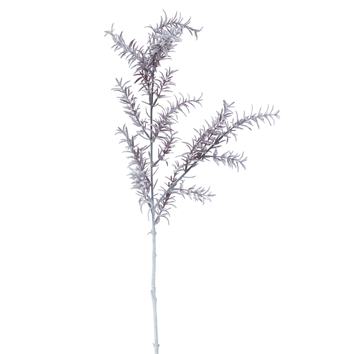 Feuillage de Sedum Givré Grand Format