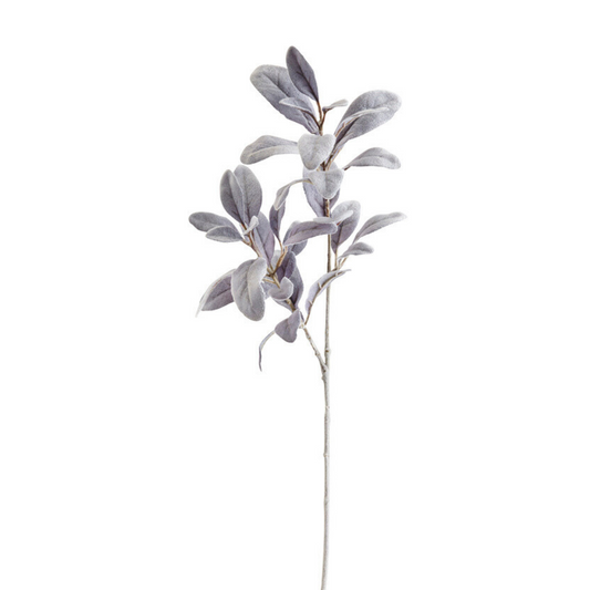 Feuillage d'Oreille d'Agneau