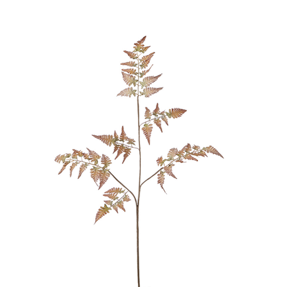 Feuillage de fougère