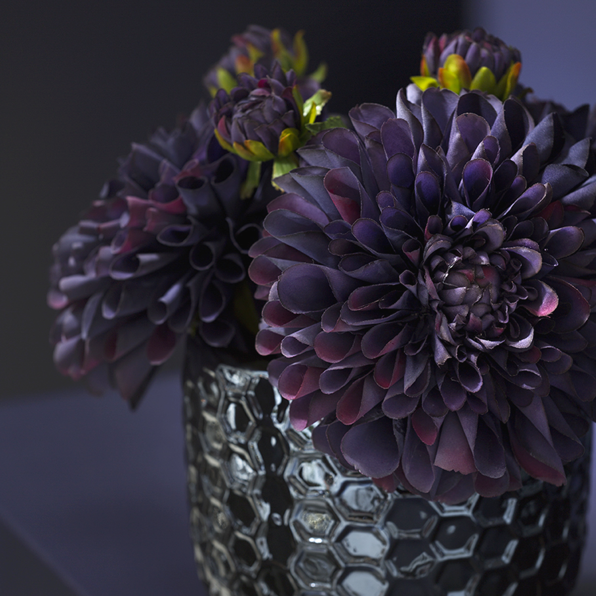 Tige de Dahlia Bonnie