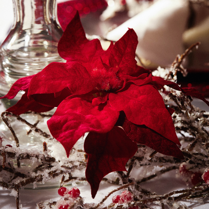 Clips Baies et Poinsettias