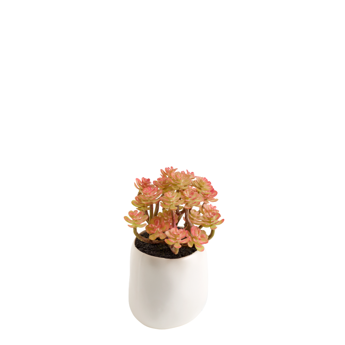 Succulente en pot