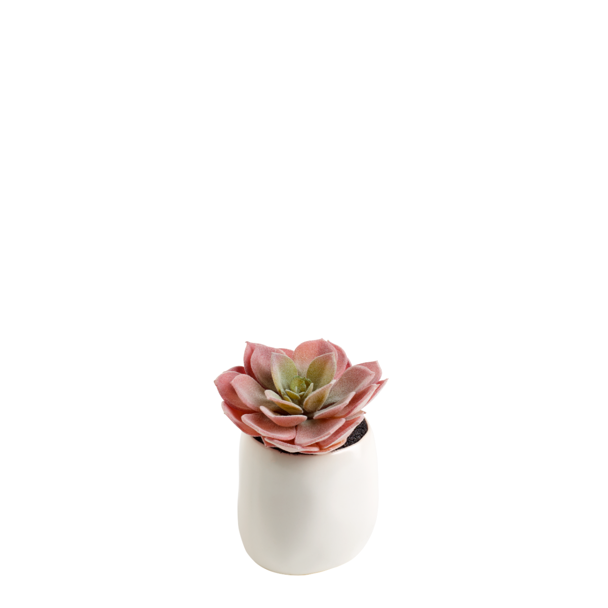 Succulente en pot