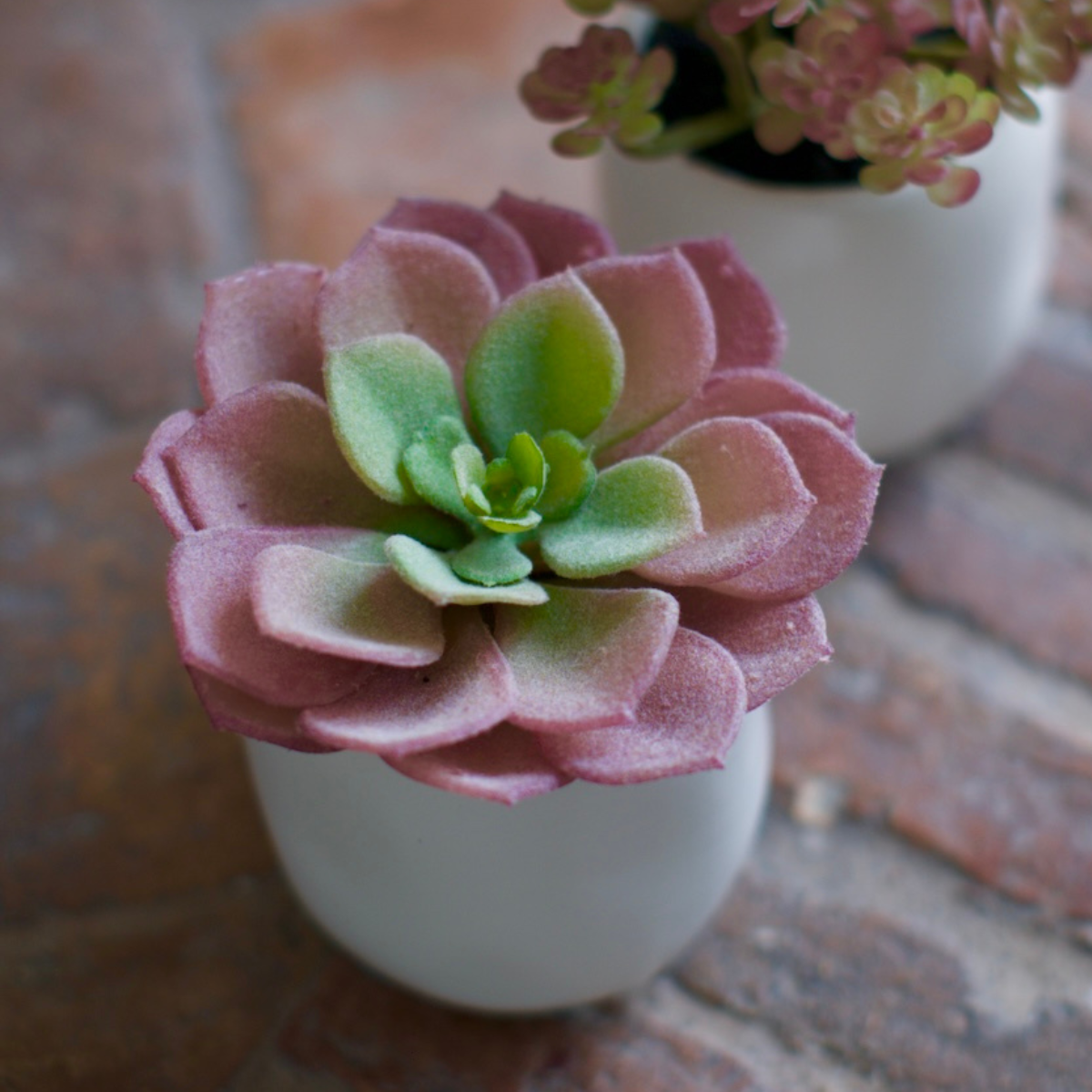Succulente en pot
