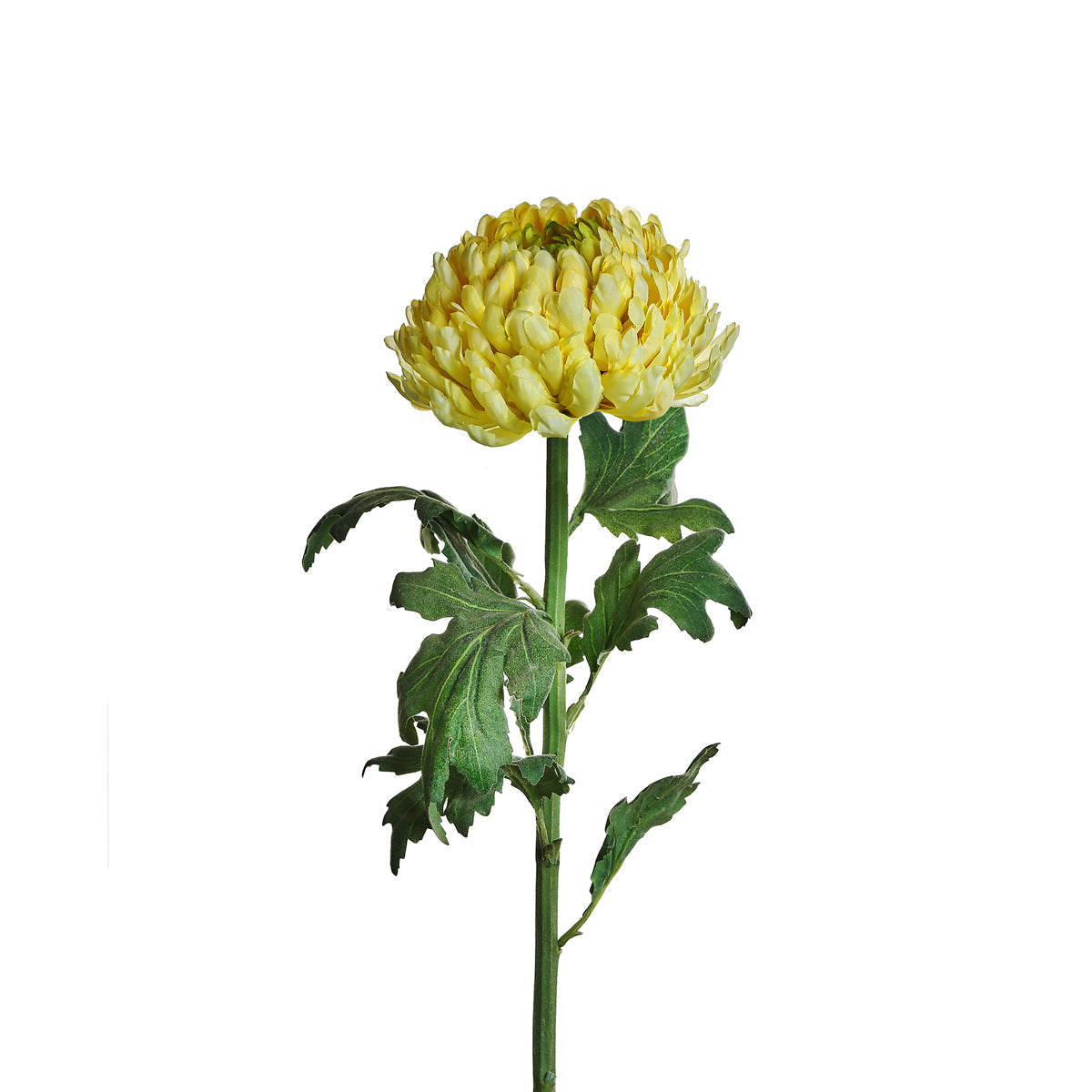 Tige de Chrysanthème Mum