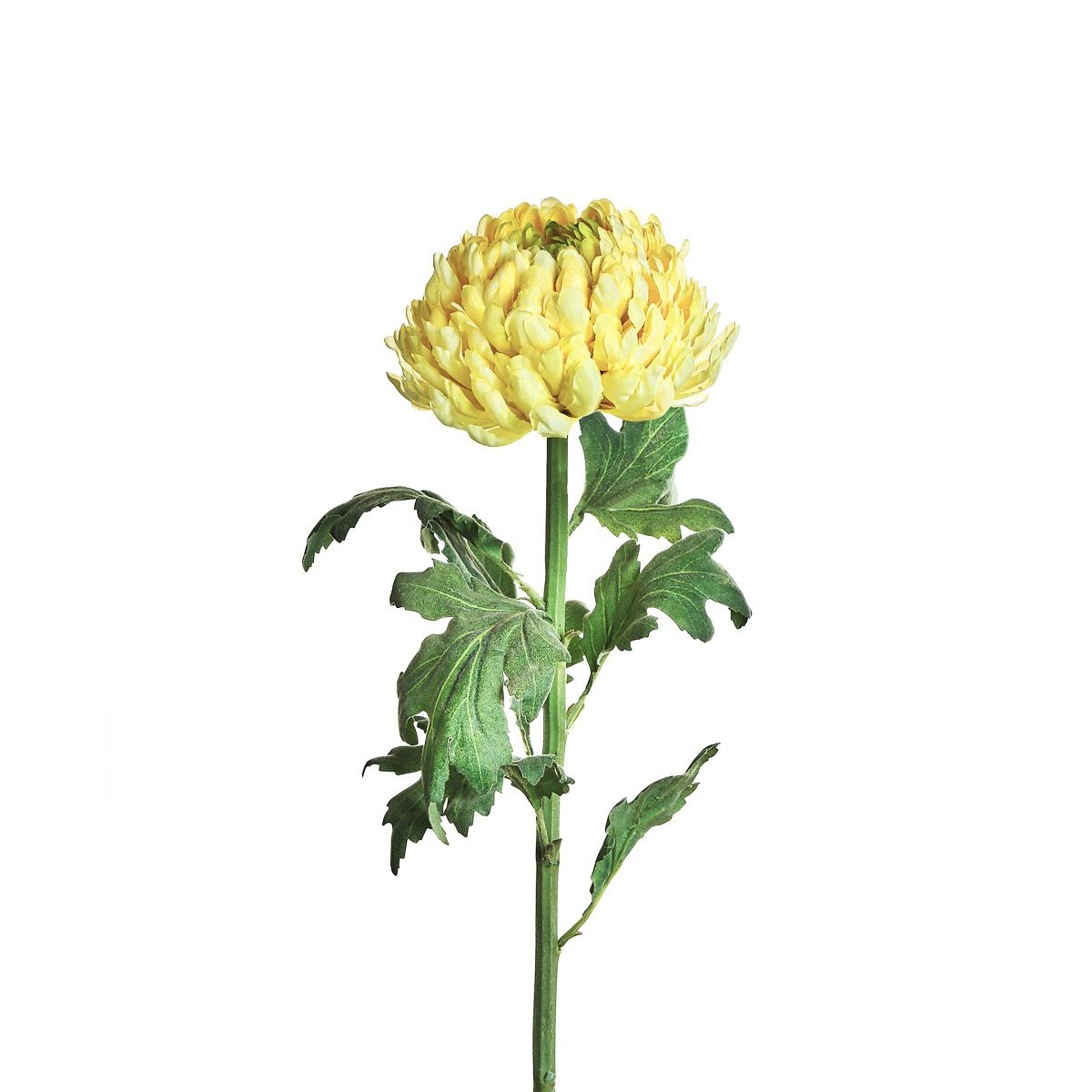 Tige de Chrysanthème Mum