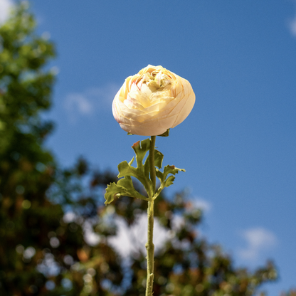 Tige de Renoncule Nora fermée