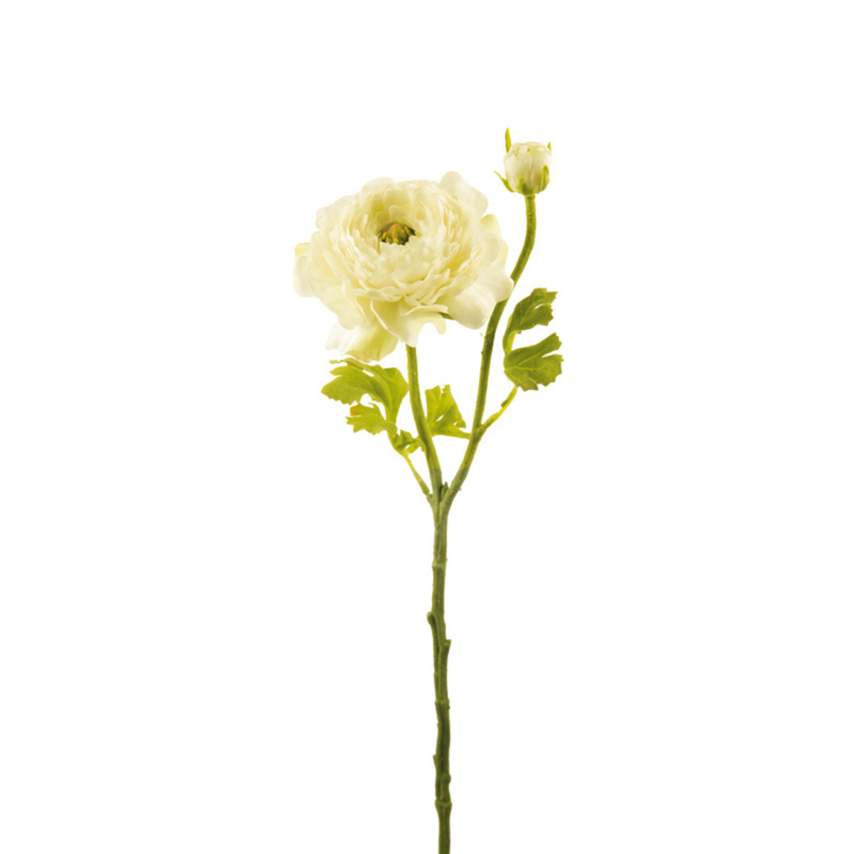 Tige de Renoncule Nora ouverte