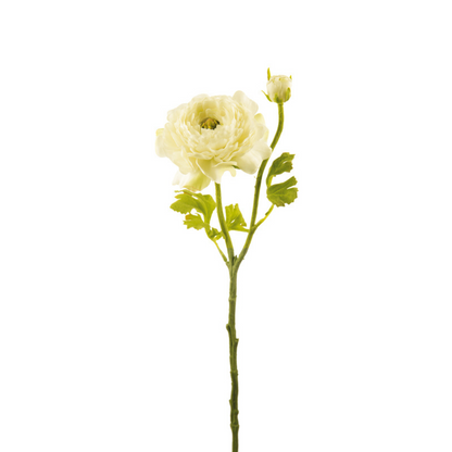 Tige de Renoncule Nora ouverte