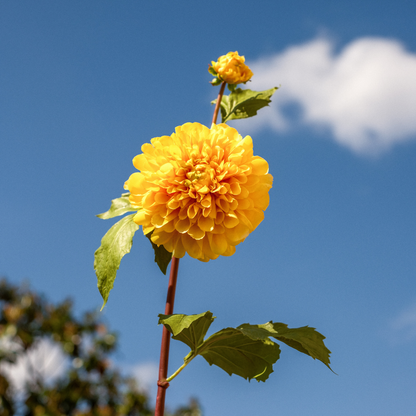 Tige de Dahlia avec bourgeon