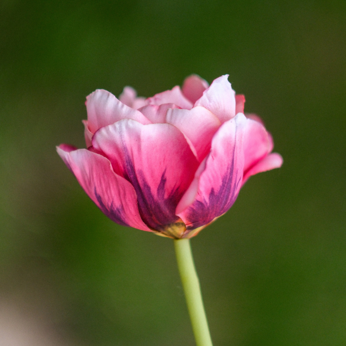 Tige de tulipe double