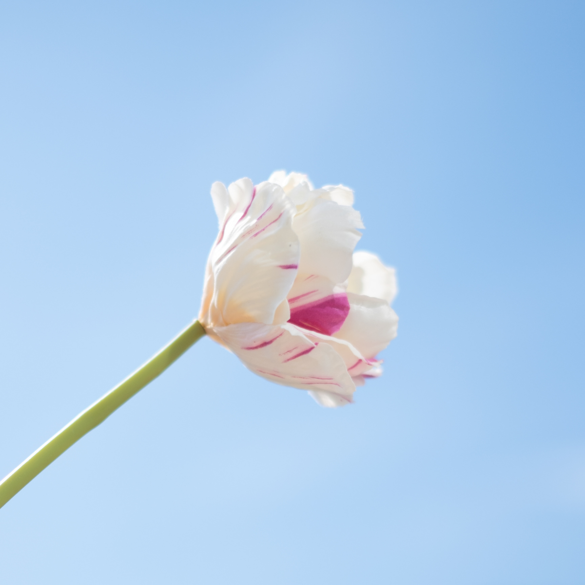 Tige de tulipe double