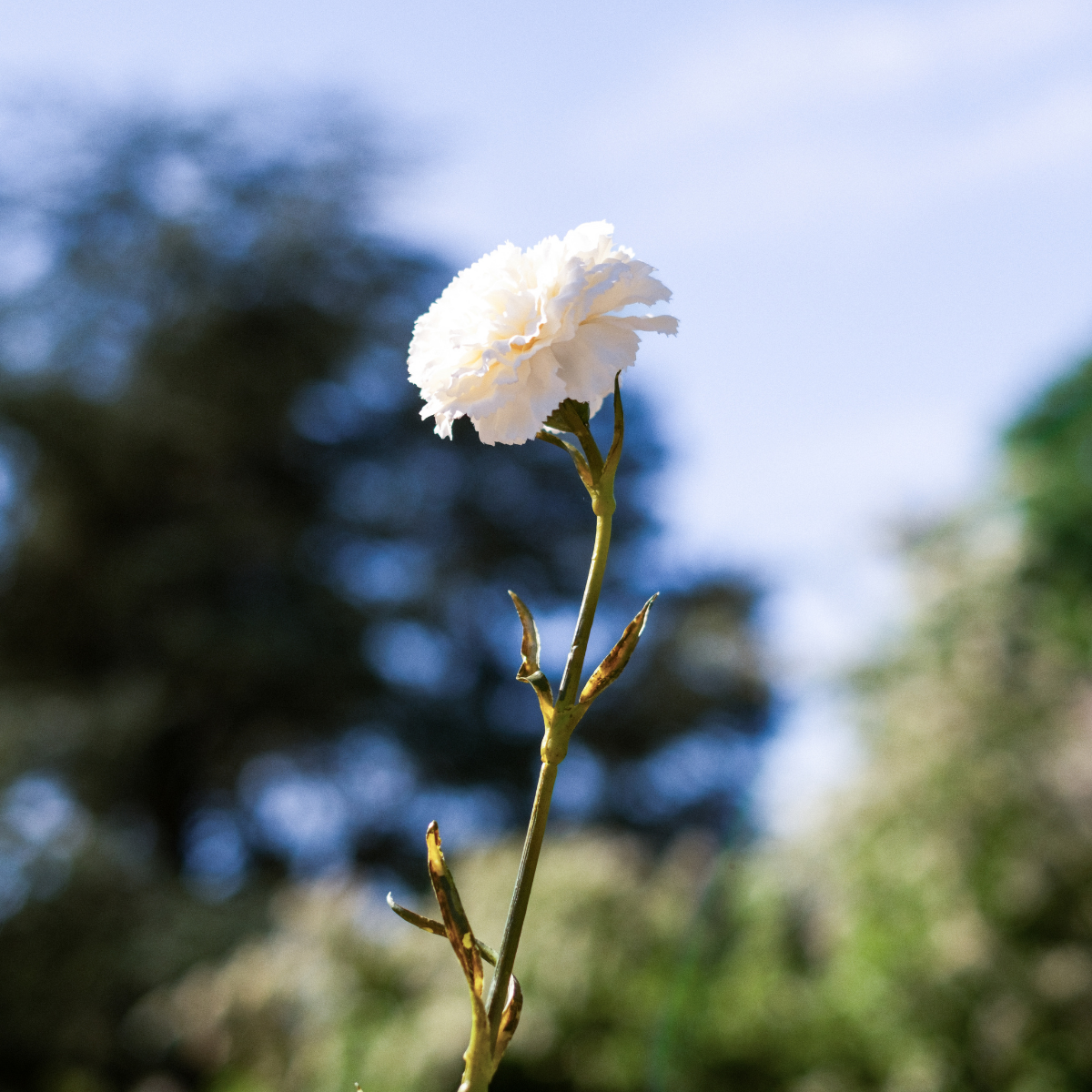 Tige de clou de girofle