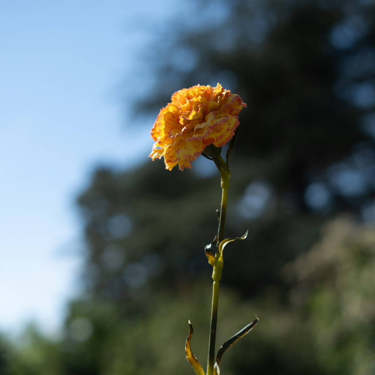 Tige de clou de girofle