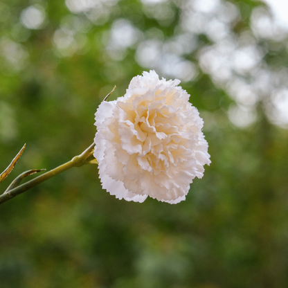 Tige de clou de girofle