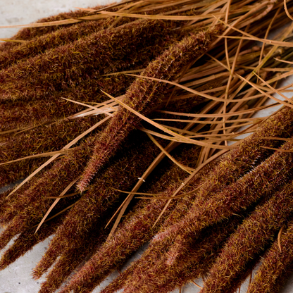 Bouquet de Pampa 7 tiges 50 cm