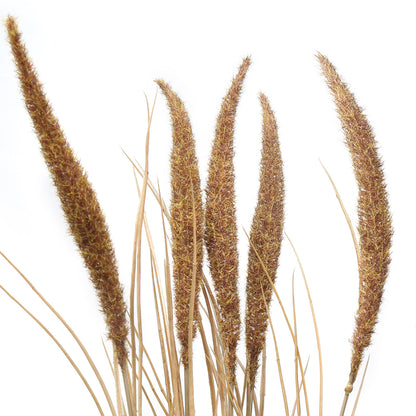 Bouquet de Pampa 7 tiges 80 cm