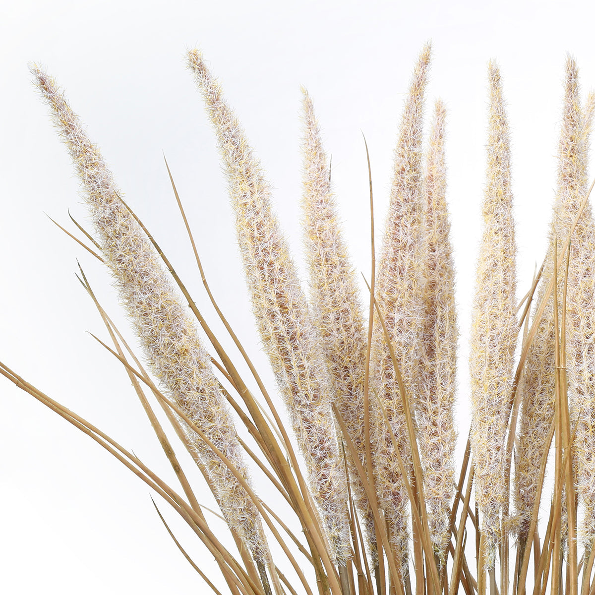 Bouquet de Pampa 12 tiges 80 cm