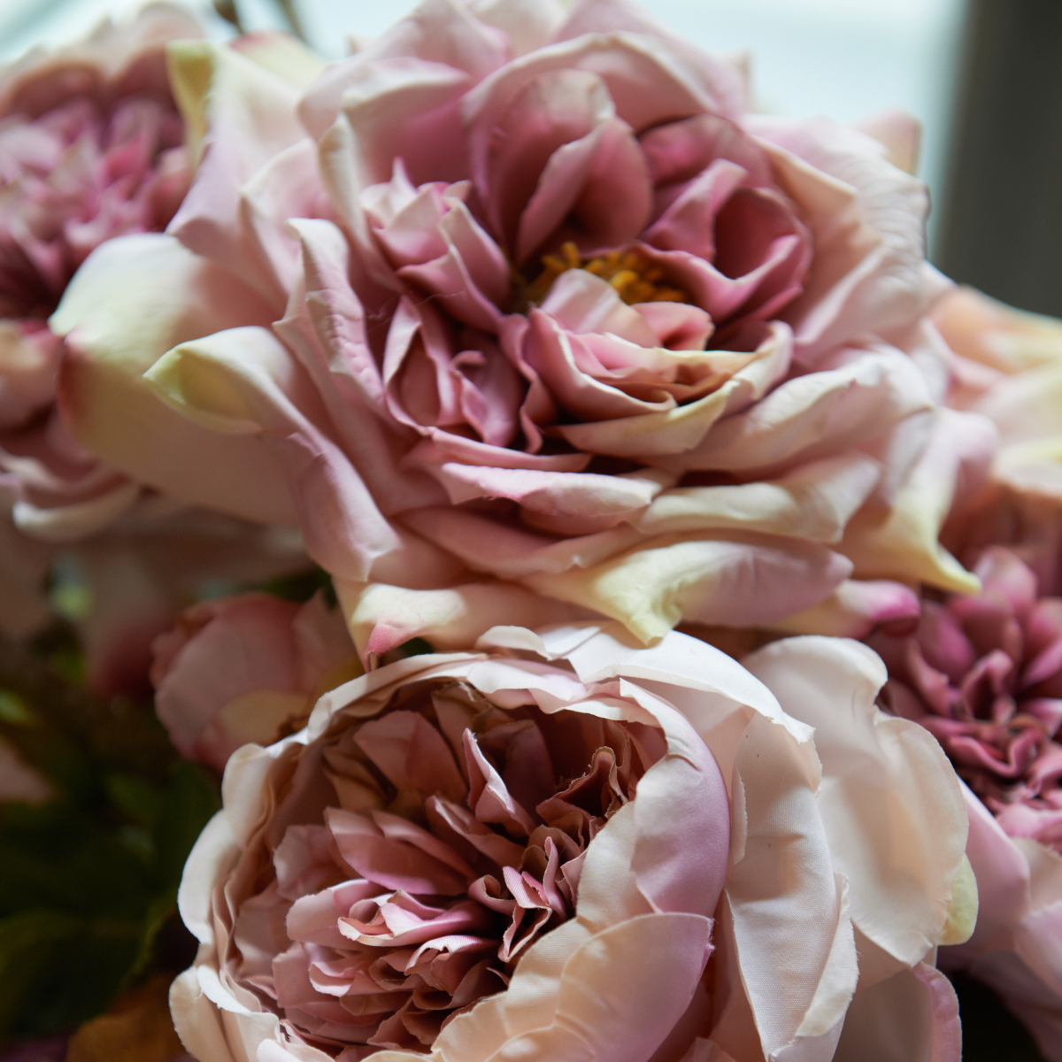 Tige de rose David ouverte