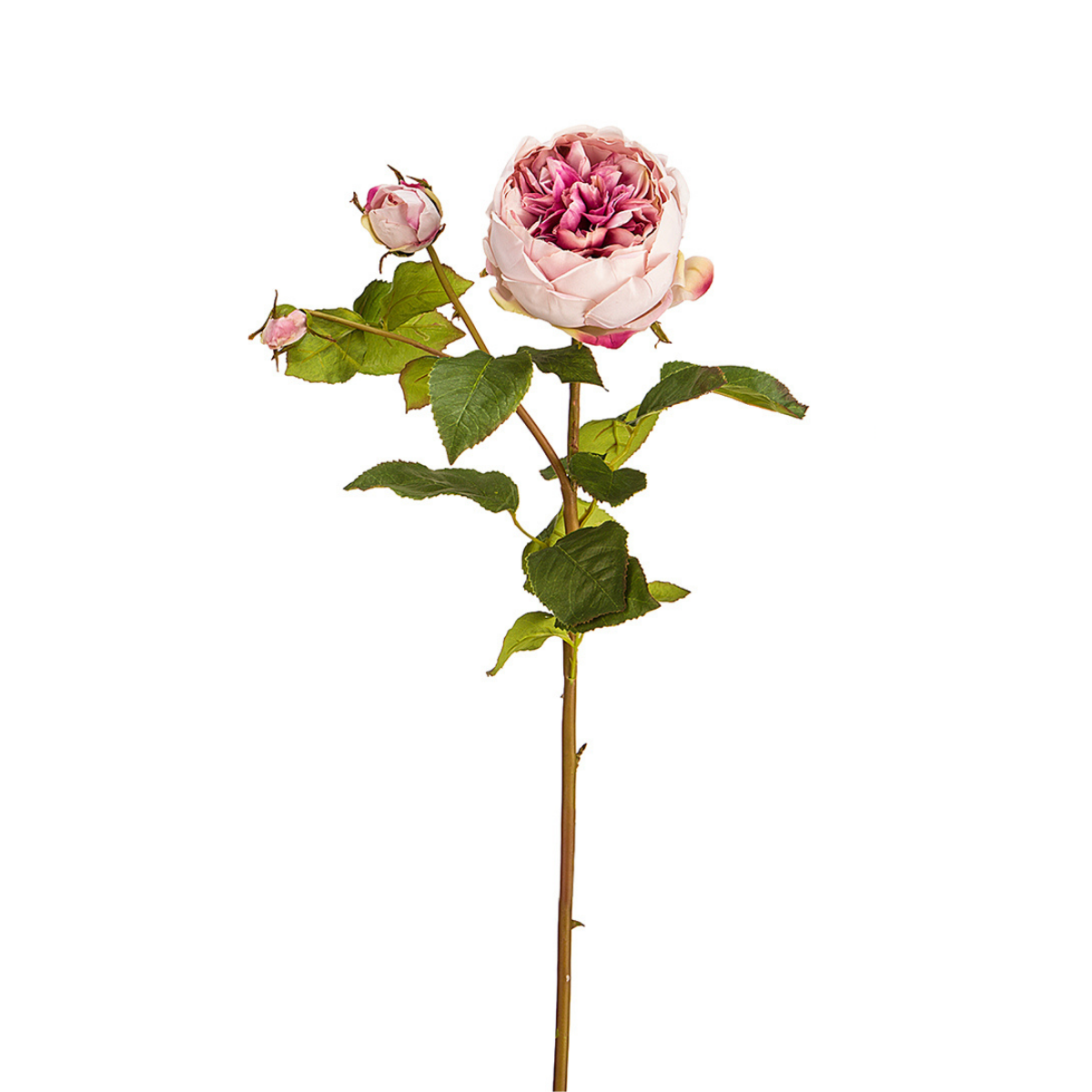 Tige de Rose David fermée