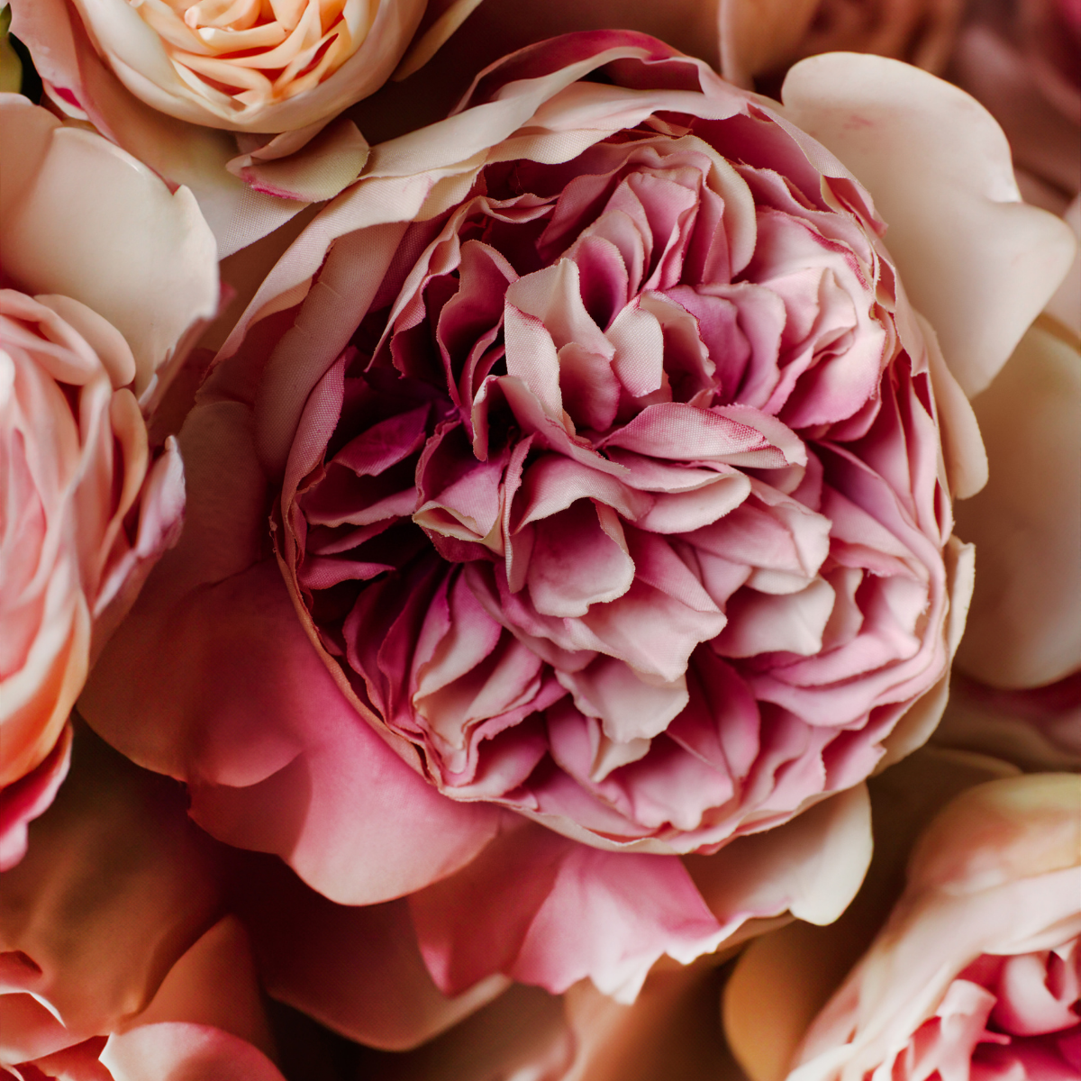 Tige de Rose David fermée