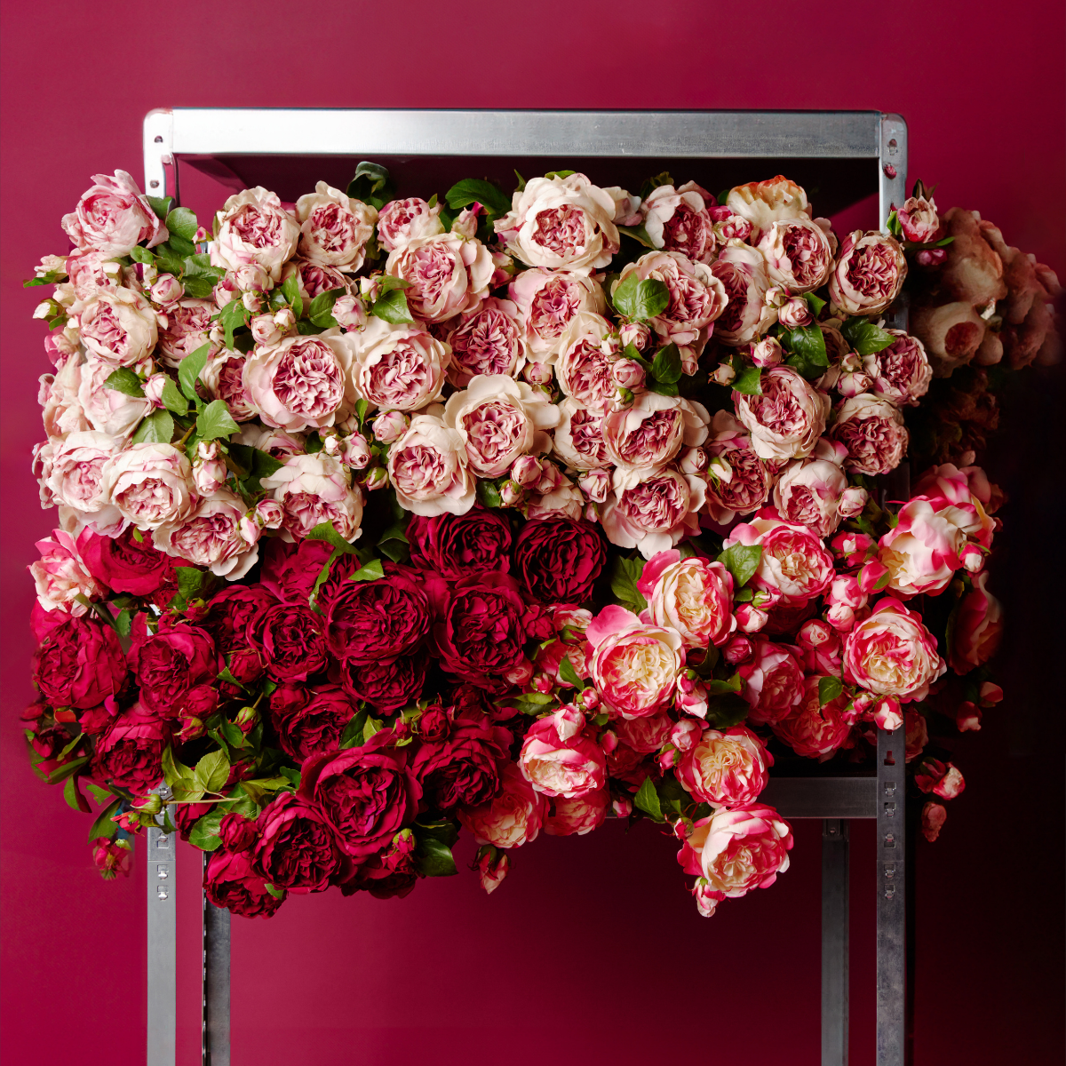 Tige de Rose David fermée