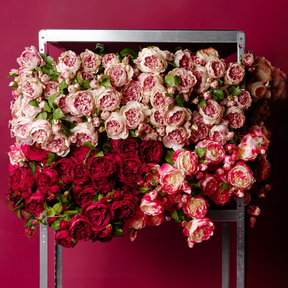 Tige de Rose David fermée