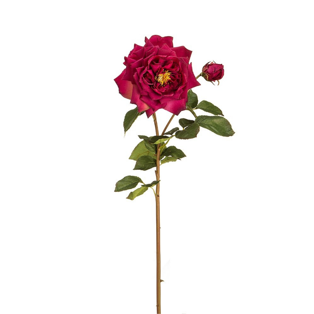 Tige de rose David ouverte