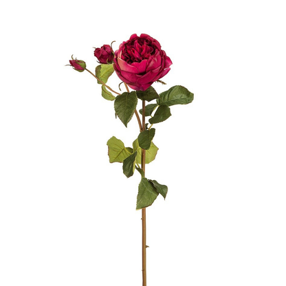 Tige de Rose David fermée