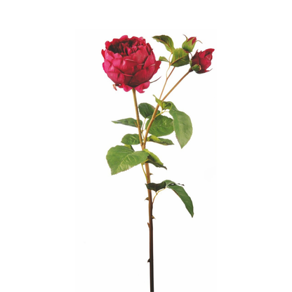 Tige de Rose David fermée