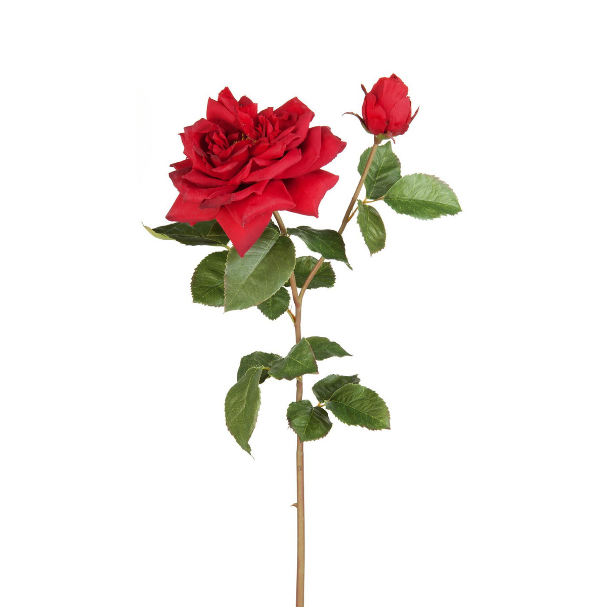 Tige de rose David ouverte