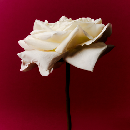 Tige de rose David ouverte