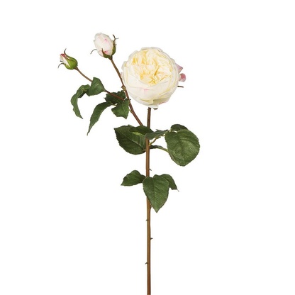 Tige de Rose David fermée