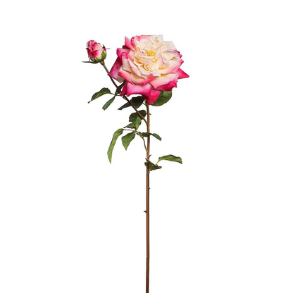 Tige de rose David ouverte