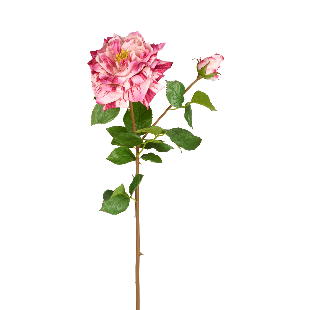 Tige de rose David ouverte