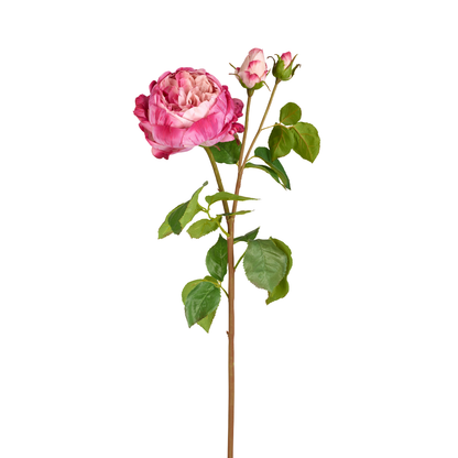 Tige de Rose David fermée