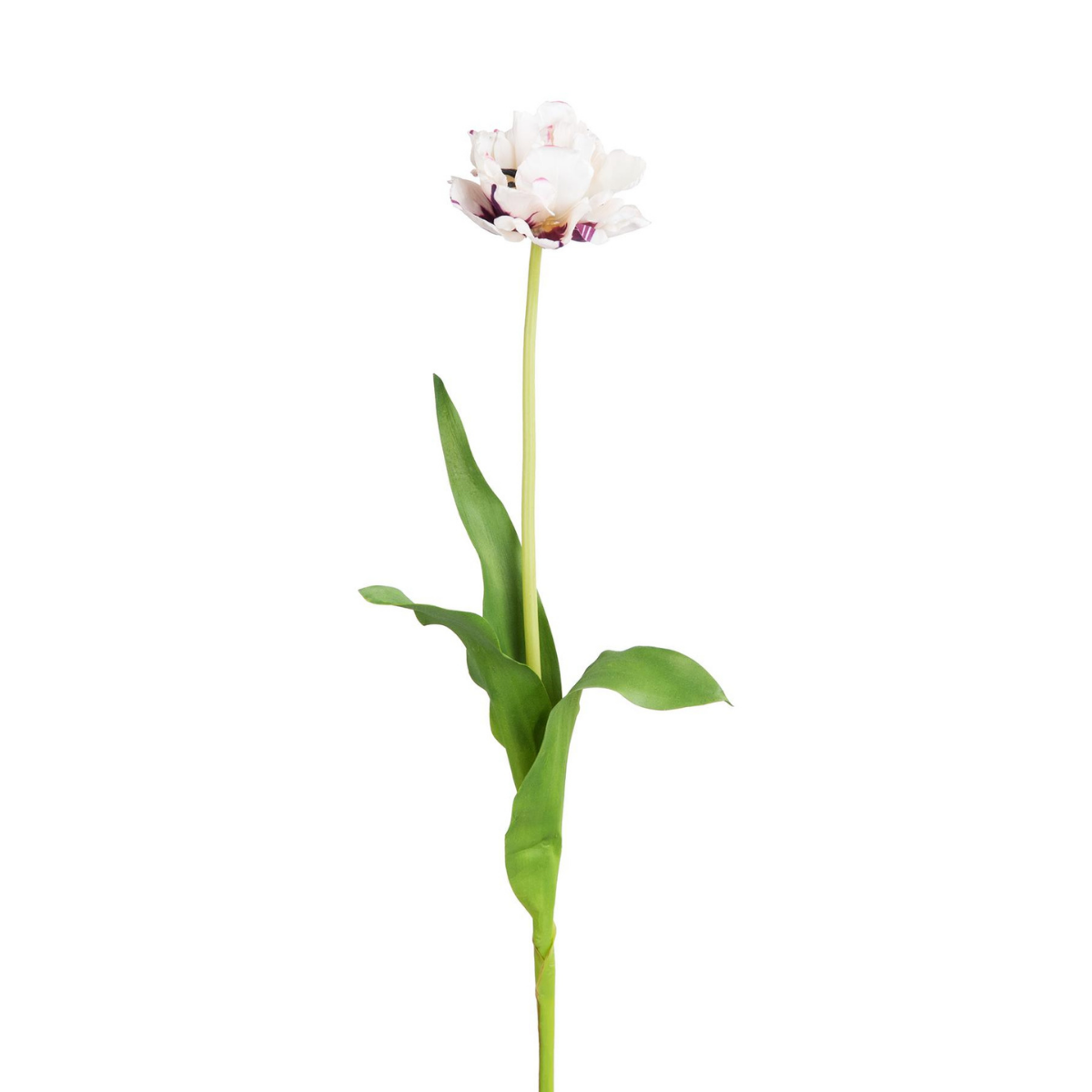 Tige de tulipe double