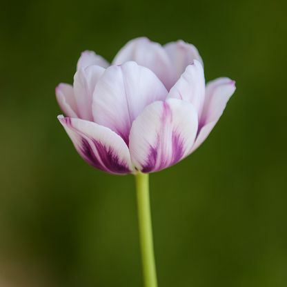 Tige de tulipe double
