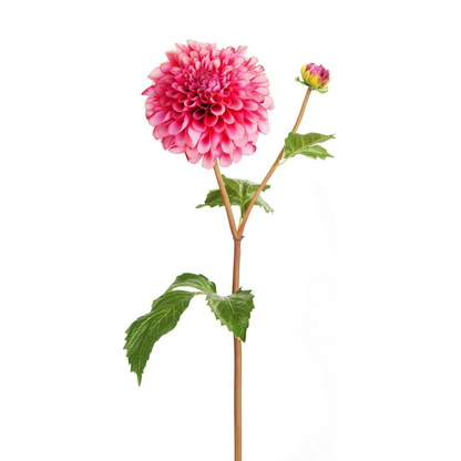 Tige de Dahlia avec bourgeon