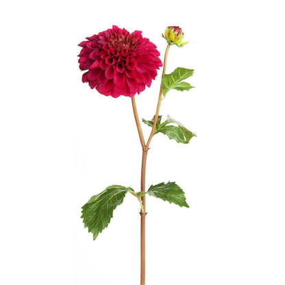 Tige de Dahlia avec bourgeon