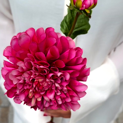 Tige de Dahlia avec bourgeon