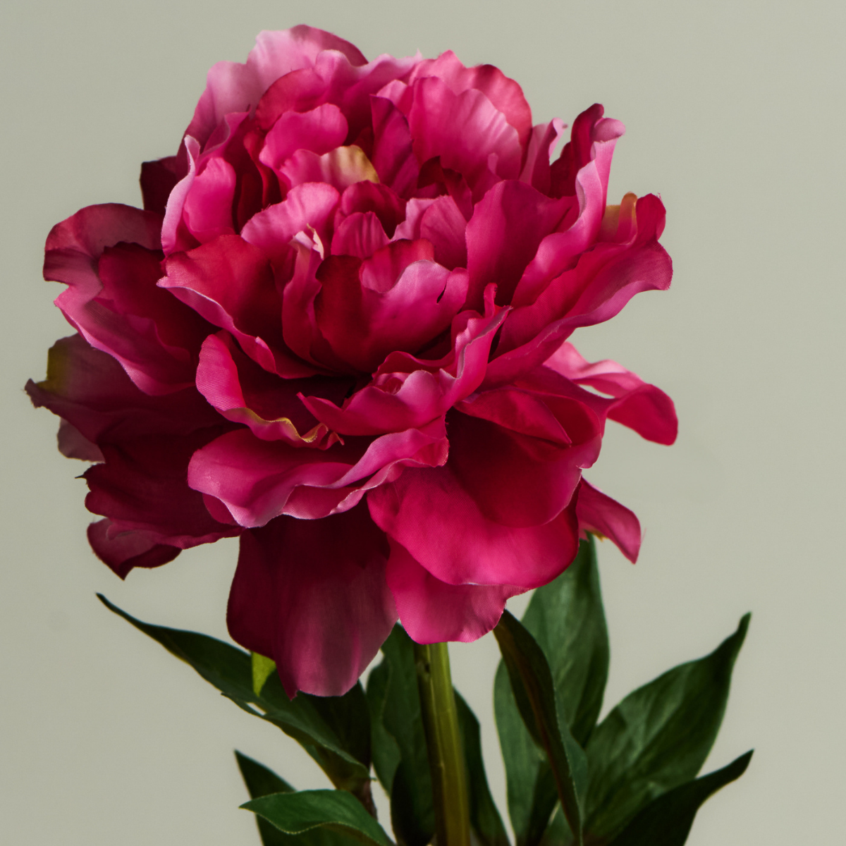 Tige de Pivoine fermée Paloma