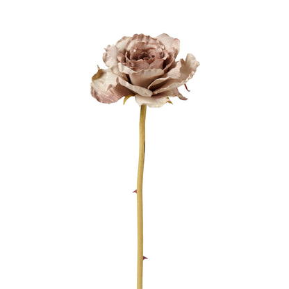 Tige de Rose Leslie ouverte