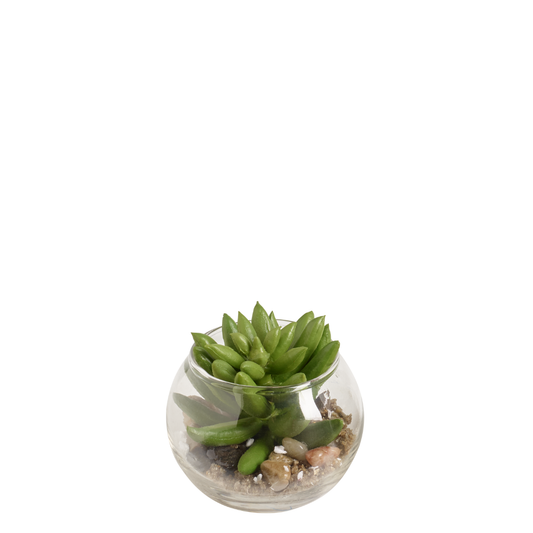 Succulente Echeveria dans un terrarium rond
