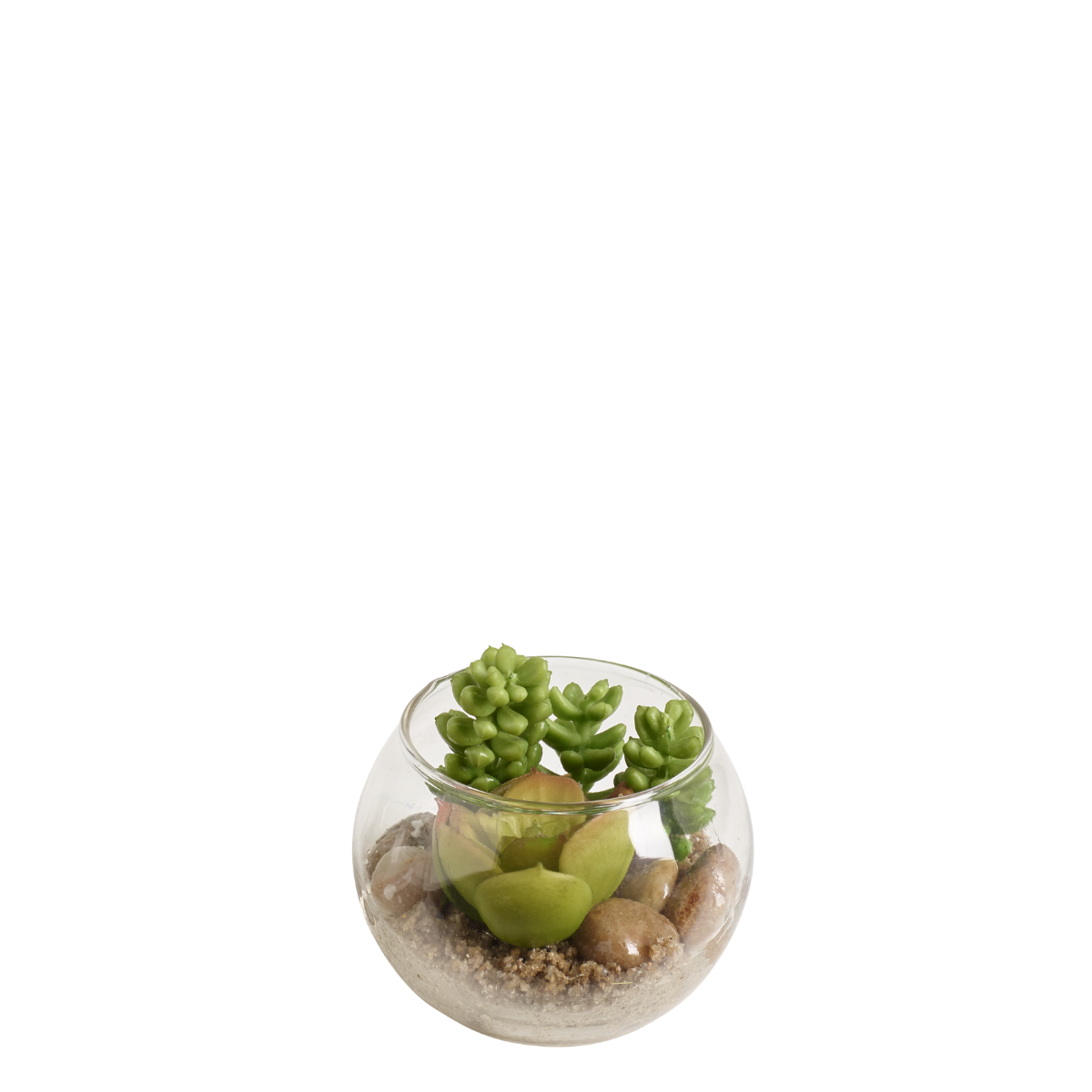 Succulente Sudum dans un terrarium rond